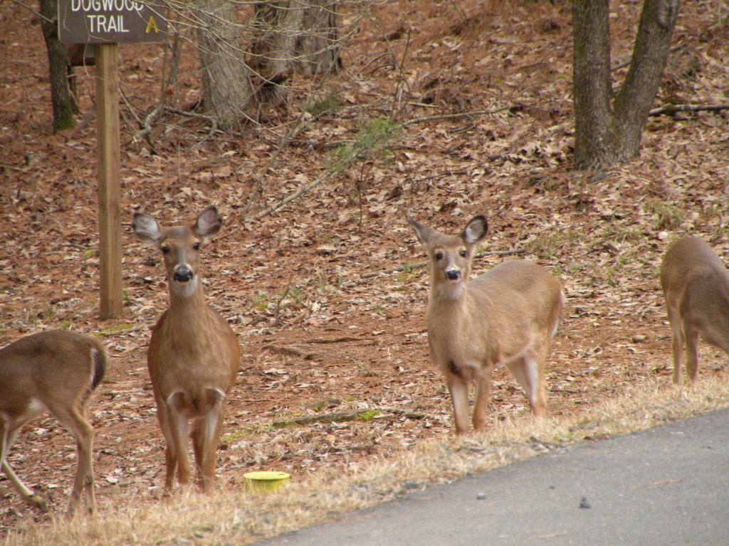 Claiborne Park deer